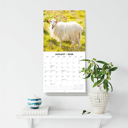 Sheep 2026 Premium Square Wall Calendar