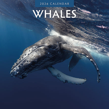 Whales 2026 Premium Square Wall Calendar