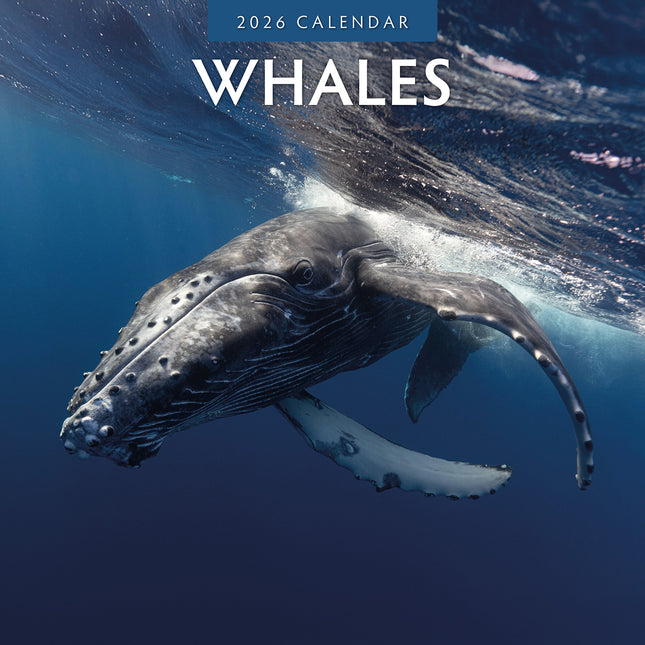 Whales 2026 Premium Square Wall Calendar