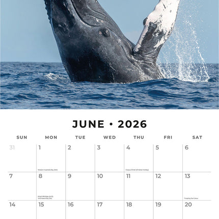 Whales 2026 Premium Square Wall Calendar