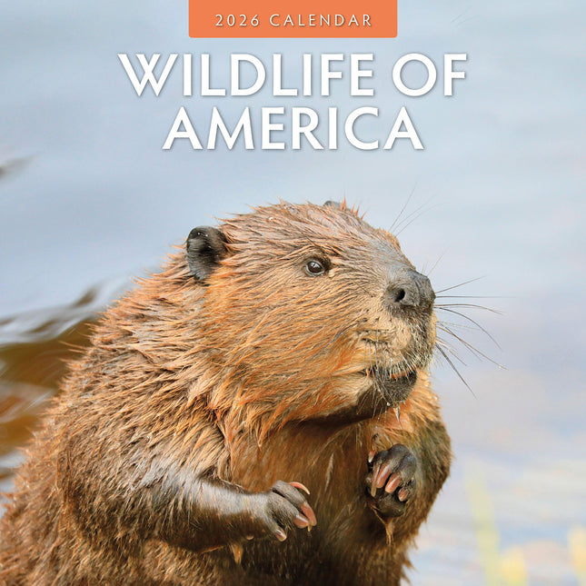 Wildlife Of America 2026 Premium Square Wall Calendar