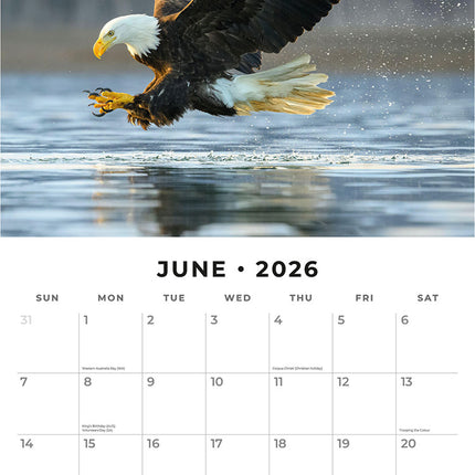 Wildlife Of America 2026 Premium Square Wall Calendar