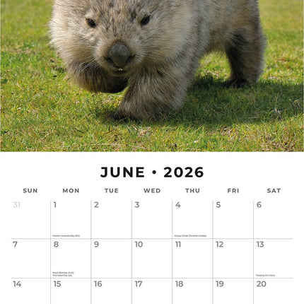 Wildlife Of Australia 2026 Premium Square Wall Calendar