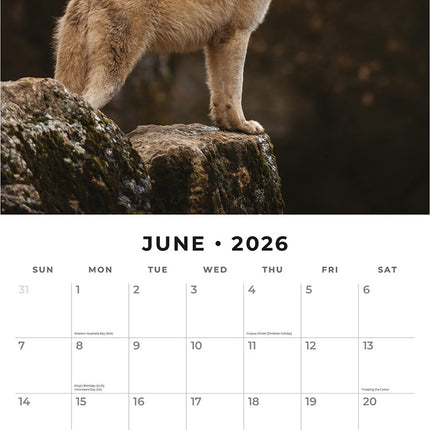 Wolves 2026 Premium Square Wall Calendar
