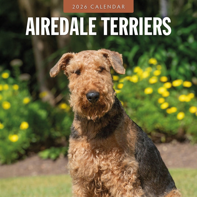 Airedale Terriers 2026 Premium Square Wall Calendar