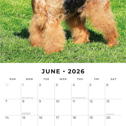 Airedale Terriers 2026 Premium Square Wall Calendar