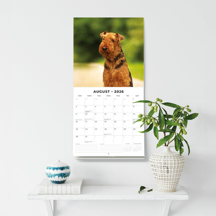 Airedale Terriers 2026 Premium Square Wall Calendar