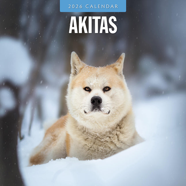 Akitas 2026 Premium Square Wall Calendar