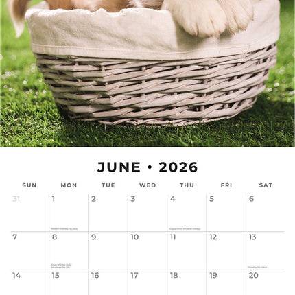 Akitas 2026 Premium Square Wall Calendar