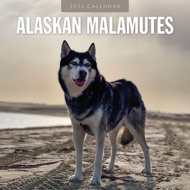 Alaskan Malamutes 2026 Premium Square Wall Calendar
