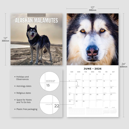 Alaskan Malamutes 2026 Premium Square Wall Calendar