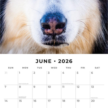 Alaskan Malamutes 2026 Premium Square Wall Calendar