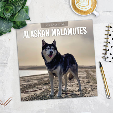 Alaskan Malamutes 2026 Premium Square Wall Calendar