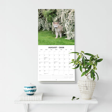 Alaskan Malamutes 2026 Premium Square Wall Calendar