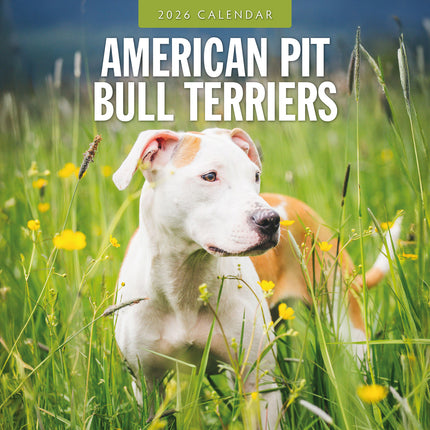 American Pit Bull Terriers 2026 Premium Square Wall Calendar