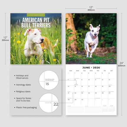 American Pit Bull Terriers 2026 Premium Square Wall Calendar