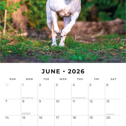 American Pit Bull Terriers 2026 Premium Square Wall Calendar