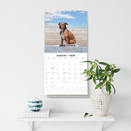 American Pit Bull Terriers 2026 Premium Square Wall Calendar