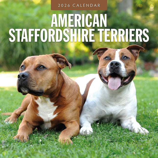 American Staffordshire Terriers 2026 Premium Square Wall Calendar