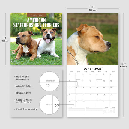 American Staffordshire Terriers 2026 Premium Square Wall Calendar