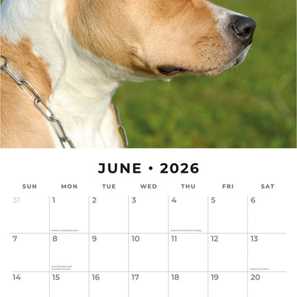 American Staffordshire Terriers 2026 Premium Square Wall Calendar