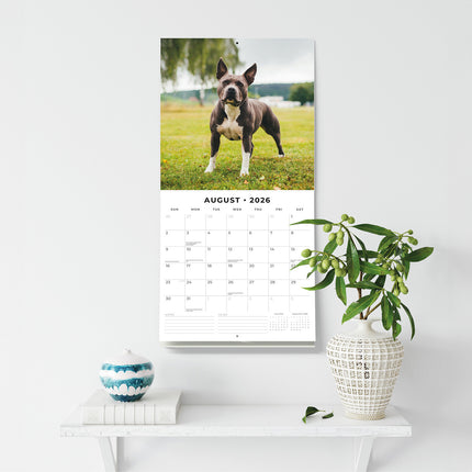 American Staffordshire Terriers 2026 Premium Square Wall Calendar
