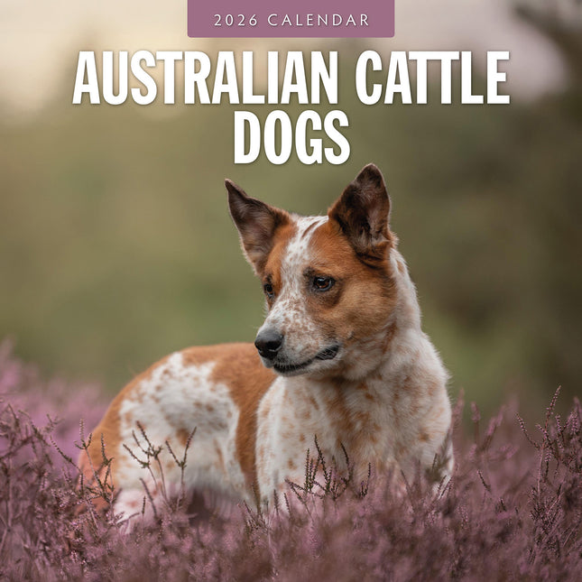Australian Cattle Dogs 2026 Premium Square Wall Calendar