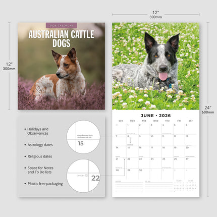 Australian Cattle Dogs 2026 Premium Square Wall Calendar