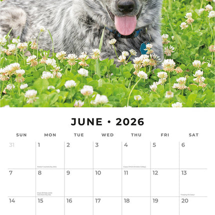 Australian Cattle Dogs 2026 Premium Square Wall Calendar