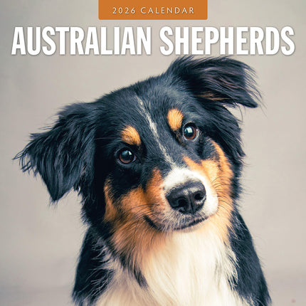 Australian Shepherds 2026 Premium Square Wall Calendar
