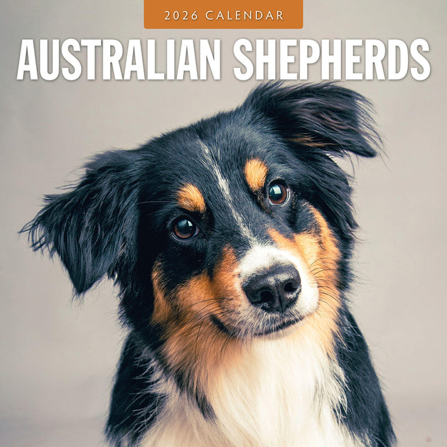 Australian Shepherds 2026 Premium Square Wall Calendar
