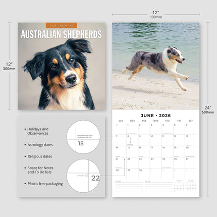 Australian Shepherds 2026 Premium Square Wall Calendar
