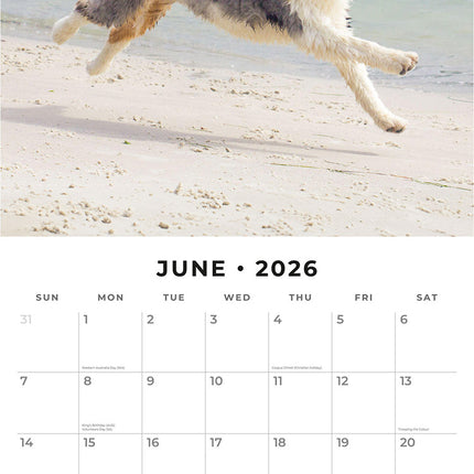 Australian Shepherds 2026 Premium Square Wall Calendar