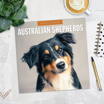 Australian Shepherds 2026 Premium Square Wall Calendar
