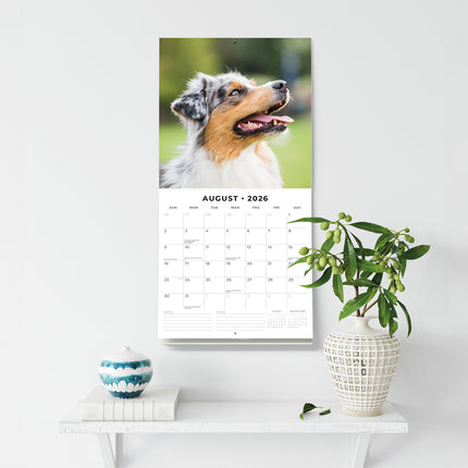 Australian Shepherds 2026 Premium Square Wall Calendar