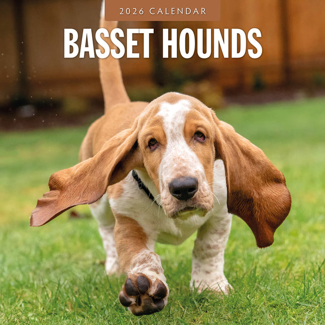 Basset Hounds 2026 Premium Square Wall Calendar