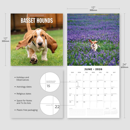 Basset Hounds 2026 Premium Square Wall Calendar