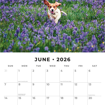 Basset Hounds 2026 Premium Square Wall Calendar