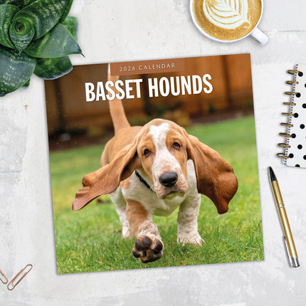 Basset Hounds 2026 Premium Square Wall Calendar