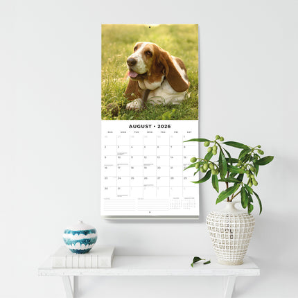 Basset Hounds 2026 Premium Square Wall Calendar