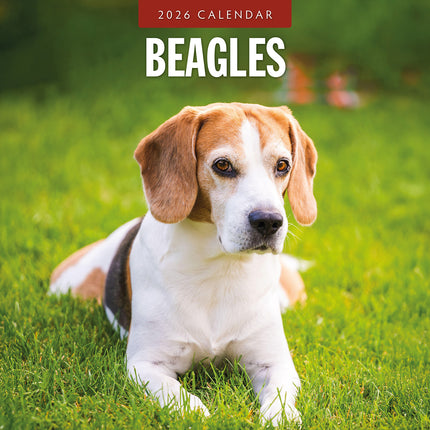 Beagles 2026 Premium Square Wall Calendar