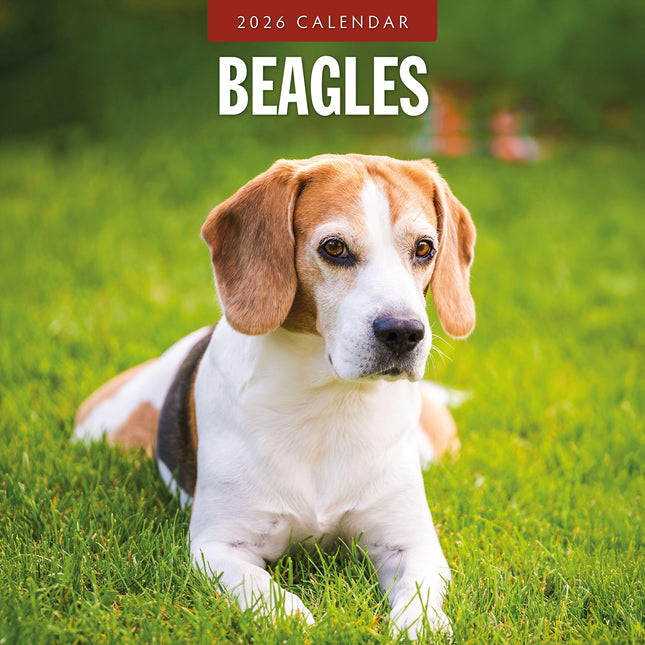 Beagles 2026 Premium Square Wall Calendar