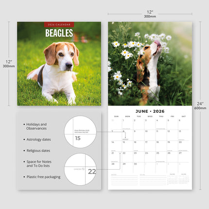 Beagles 2026 Premium Square Wall Calendar