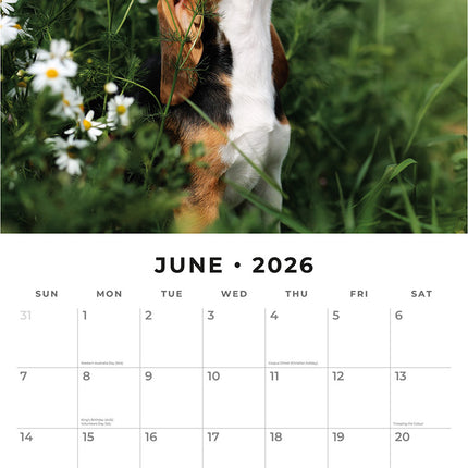 Beagles 2026 Premium Square Wall Calendar