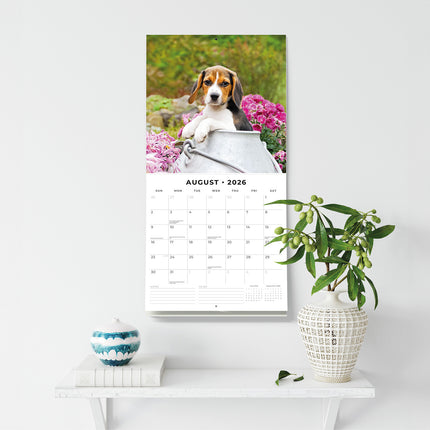 Beagles 2026 Premium Square Wall Calendar
