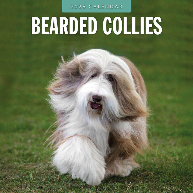 Bearded Collies 2026 Premium Square Wall Calendar