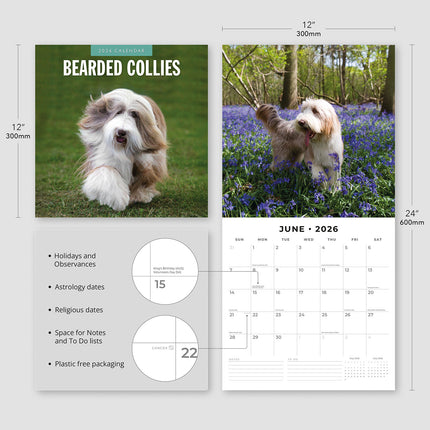 Bearded Collies 2026 Premium Square Wall Calendar