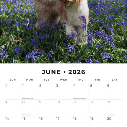 Bearded Collies 2026 Premium Square Wall Calendar