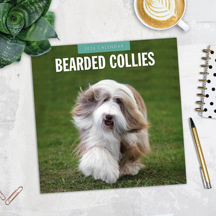 Bearded Collies 2026 Premium Square Wall Calendar