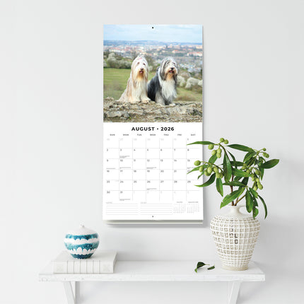 Bearded Collies 2026 Premium Square Wall Calendar
